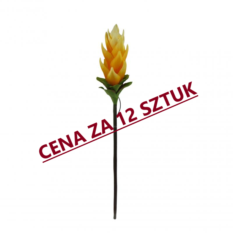 Kurkuma 50cm pomarańczowa (12 sztuk)